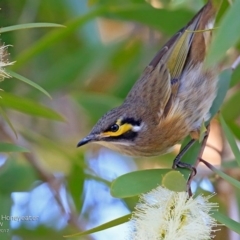 Caligavis chrysops (Yellow-faced Honeyeater) at Garrads Reserve Narrawallee - 23 Apr 2017 by Charles Dove