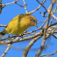 Acanthiza nana (Yellow Thornbill) at The Grotto Walking Track - 26 Apr 2017 by Charles Dove