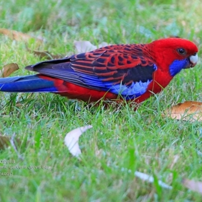 Platycercus elegans (Crimson Rosella) at Undefined - 21 Apr 2017 by CharlesDove