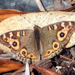 Junonia villida (Meadow Argus) at National Zoo and Aquarium - 7 Jun 2018 by RodDeb