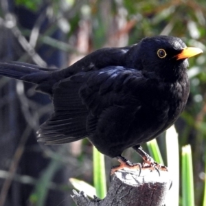 Turdus merula at Molonglo Valley, ACT - 7 Jun 2018 11:46 AM