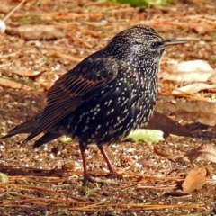 Sturnus vulgaris (Common Starling) at Molonglo Valley, ACT - 7 Jun 2018 by RodDeb