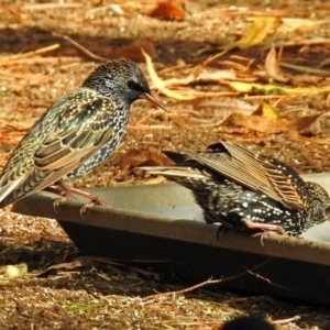 Sturnus vulgaris at Molonglo Valley, ACT - 7 Jun 2018