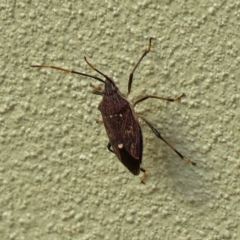 Poecilometis strigatus at Molonglo Valley, ACT - 7 Jun 2018 12:48 PM