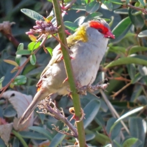 Neochmia temporalis at Molonglo Valley, ACT - 7 Jun 2018