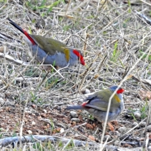 Neochmia temporalis at Molonglo Valley, ACT - 7 Jun 2018