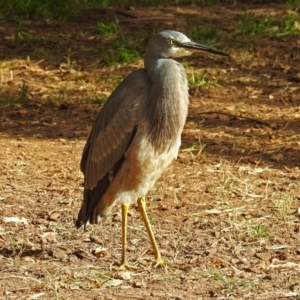 Egretta novaehollandiae at Molonglo Valley, ACT - 7 Jun 2018