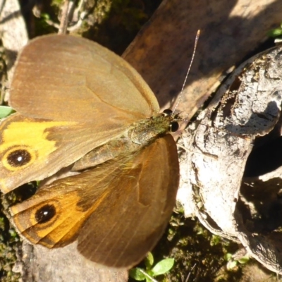 Hypocysta metirius (Brown Ringlet) at South Wolumla, NSW - 30 Apr 2017 by JanetRussell