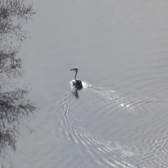 Pelecanus conspicillatus (Australian Pelican) at Belconnen, ACT - 7 Jun 2018 by Alison Milton