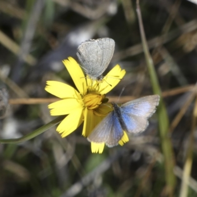 Zizina otis (Common Grass-Blue) at Belconnen, ACT - 7 Jun 2018 by Alison Milton