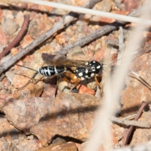 Xanthocryptus novozealandicus at Belconnen, ACT - 7 Jun 2018 01:10 PM