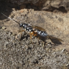 Xanthocryptus novozealandicus at Belconnen, ACT - 7 Jun 2018 01:10 PM