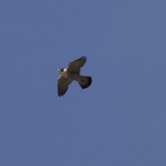 Falco peregrinus (Peregrine Falcon) at Woodstock Nature Reserve - 7 Jun 2018 by Alison Milton