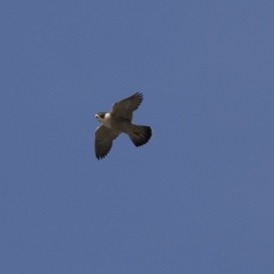 Falco peregrinus at Belconnen, ACT - 7 Jun 2018