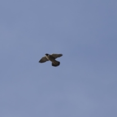 Falco peregrinus at Belconnen, ACT - 7 Jun 2018