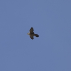 Falco peregrinus at Belconnen, ACT - 7 Jun 2018