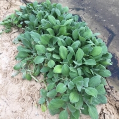 Arctotheca populifolia (Beach Daisy) at Lake Tabourie Bushcare - 7 Jun 2018 by Evelynm