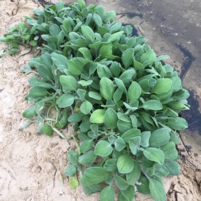 Arctotheca populifolia (Beach Daisy) at Lake Tabourie Bushcare - 7 Jun 2018 by Evelynm