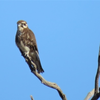 Falco berigora (Brown Falcon) at Sutton, NSW - 7 Jun 2018 by KumikoCallaway