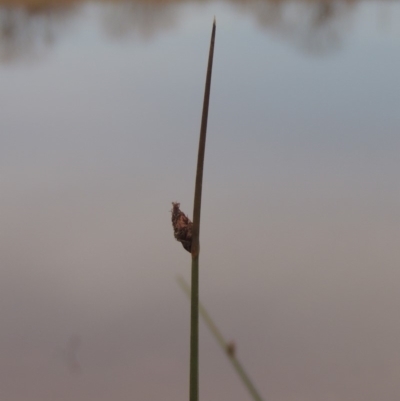 Schoenoplectus pungens (Common Three-Square) at Barton, ACT - 28 May 2018 by michaelb