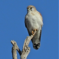 Falco cenchroides (Nankeen Kestrel) at Sutton, NSW - 6 Jun 2018 by KumikoCallaway