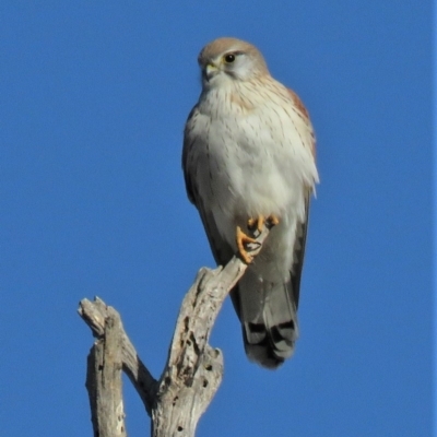 Falco cenchroides (Nankeen Kestrel) at Sutton, NSW - 7 Jun 2018 by KumikoCallaway