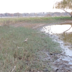 Schoenoplectus pungens at Barton, ACT - 28 May 2018