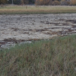 Schoenoplectus pungens at Campbell, ACT - 28 May 2018