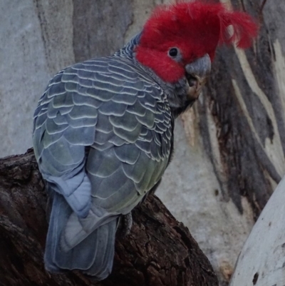 Callocephalon fimbriatum (Gang-gang Cockatoo) at Griffith Woodland - 6 Jun 2018 by roymcd