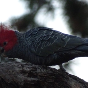 Callocephalon fimbriatum at Griffith, ACT - suppressed