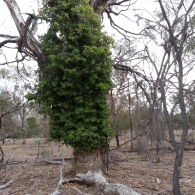 Hedera sp. (helix or hibernica) (Ivy) at Majura, ACT - 7 Jun 2018 by SilkeSma