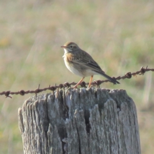 Anthus australis at Gundaroo, NSW - 7 Jun 2018 10:50 AM