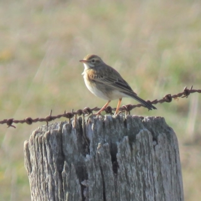 Anthus australis (Australian Pipit) at Gundaroo, NSW - 7 Jun 2018 by KumikoCallaway