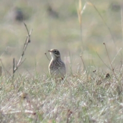 Anthus australis at Gundaroo, NSW - 7 Jun 2018 10:50 AM