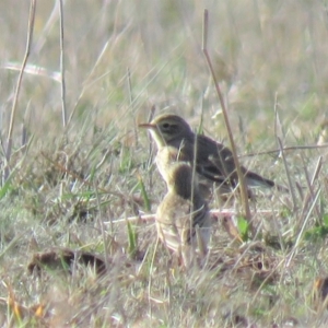 Anthus australis at Gundaroo, NSW - 7 Jun 2018 10:50 AM