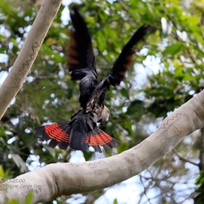 Calyptorhynchus lathami (Glossy Black-Cockatoo) at Undefined - 20 Apr 2017 by Charles Dove