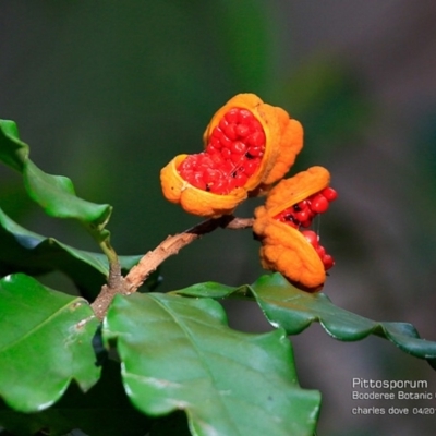 Pittosporum revolutum (Large-fruited Pittosporum) at Undefined - 20 Apr 2017 by Charles Dove