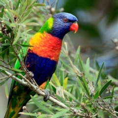 Trichoglossus moluccanus (Rainbow Lorikeet) at Undefined - 18 Apr 2017 by CharlesDove