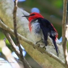 Myzomela sanguinolenta (Scarlet Honeyeater) at Undefined - 20 Apr 2017 by Charles Dove