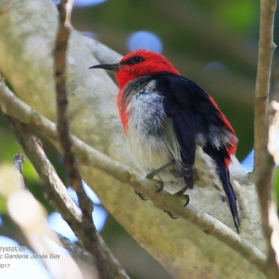 Myzomela sanguinolenta (Scarlet Honeyeater) at Undefined - 21 Apr 2017 by CharlesDove