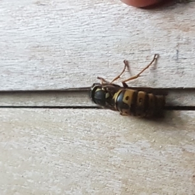 Vespula germanica (European wasp) at Cotter River, ACT - 17 May 2018 by LukeJ