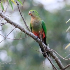 Alisterus scapularis (Australian King-Parrot) at Burrill Lake Aboriginal Cave Walking Track - 12 Apr 2017 by CharlesDove