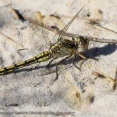 Orthetrum caledonicum (Blue Skimmer) at South Pacific Heathland Reserve - 11 Apr 2017 by CharlesDove