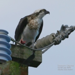 Pandion haliaetus (Osprey) at Undefined - 9 Apr 2017 by Charles Dove