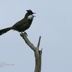 Psophodes olivaceus (Eastern Whipbird) at Ulladulla, NSW - 10 Apr 2017 by Charles Dove