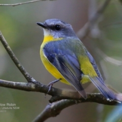 Eopsaltria australis (Eastern Yellow Robin) at Ulladulla, NSW - 10 Apr 2017 by CharlesDove