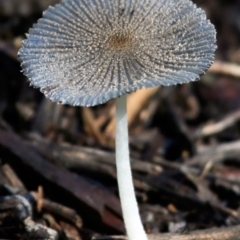 Unidentified Cup or disk - with no 'eggs' at Undefined - 14 Apr 2017 by Charles Dove