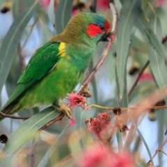 Glossopsitta concinna (Musk Lorikeet) at Undefined - 12 Apr 2017 by CharlesDove