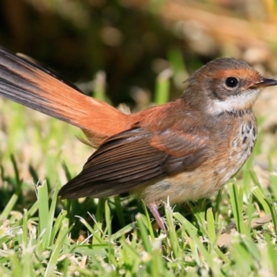 Rhipidura rufifrons (Rufous Fantail) at Undefined - 14 Apr 2017 by CharlesDove