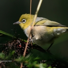 Zosterops lateralis (Silvereye) at Garrads Reserve Narrawallee - 11 Apr 2017 by CharlesDove